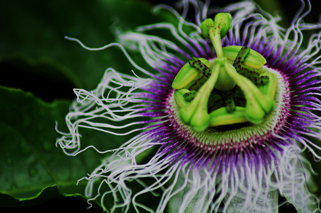 Colorful and beautiful passion flower.