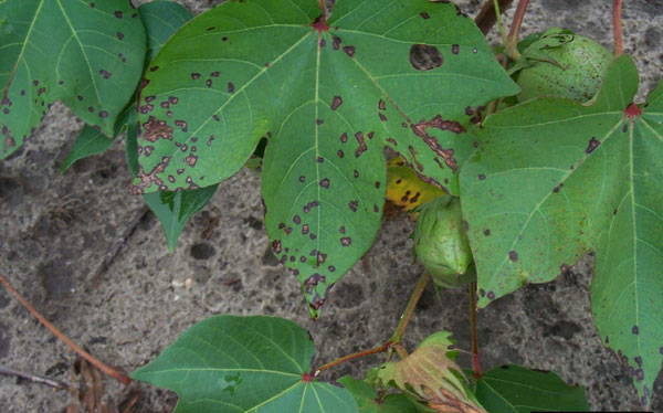 Sintoma típico da mancha-angular do algodão, causada pela bactéria Xanthomonas axonopodis pv. malvacearum