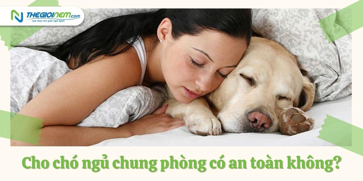 Top những giống chó cảnh được yêu thích nhất