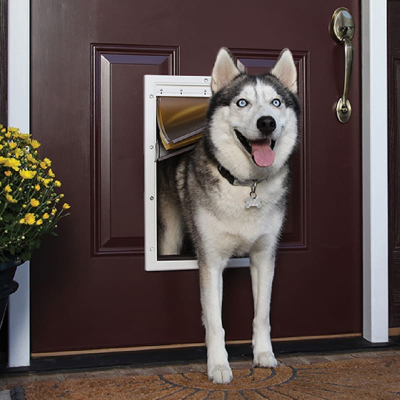 husky and dog door