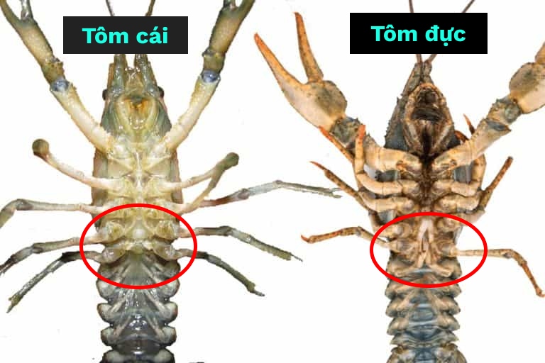 Tôm cảnh: Cách chăm sóc, cho ăn và sinh sản