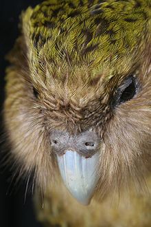 220px-New_Zealand_Kakapo_Felix.jpg