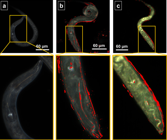 Microscopia hiperespectral de campo escuro de C. elegans