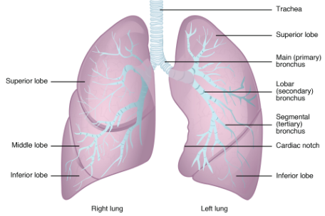 Anatomy & Physiology of Lungs.