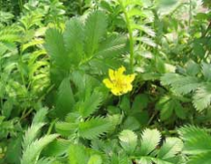 silverweed