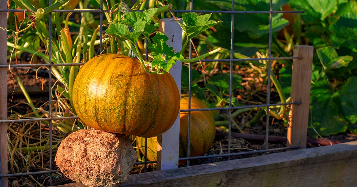 growing tips of pumpkin in limited space