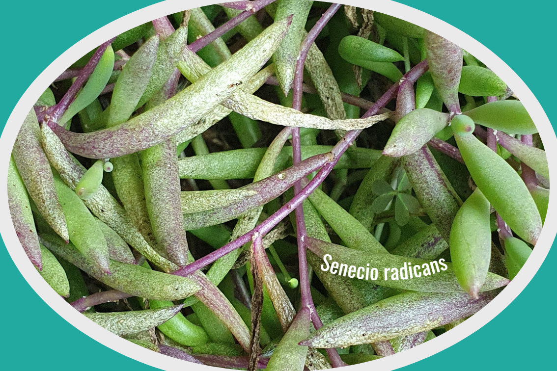 Senecio radicans