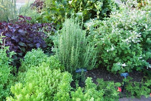 Image result for gardening herbs"