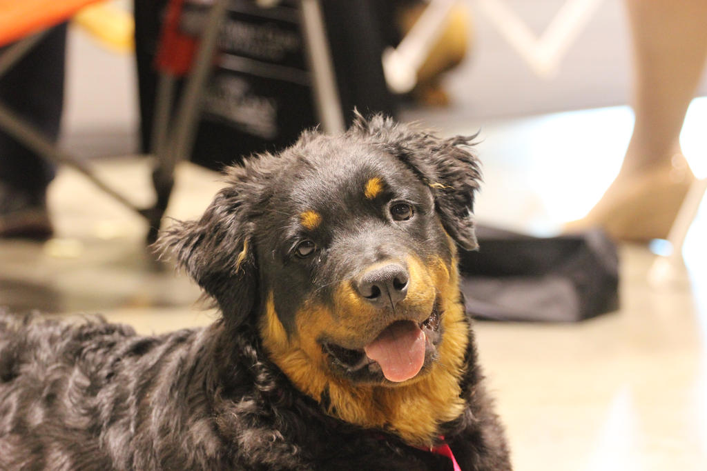 Long Haired Rottweiler? Everything You Need to Know