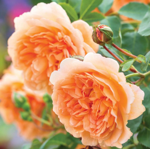 Фото пионовидных роз в самых красивых композициях