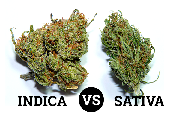C:\Users\383118022017.4\Desktop\cannabis-indica_vs_sativa.png