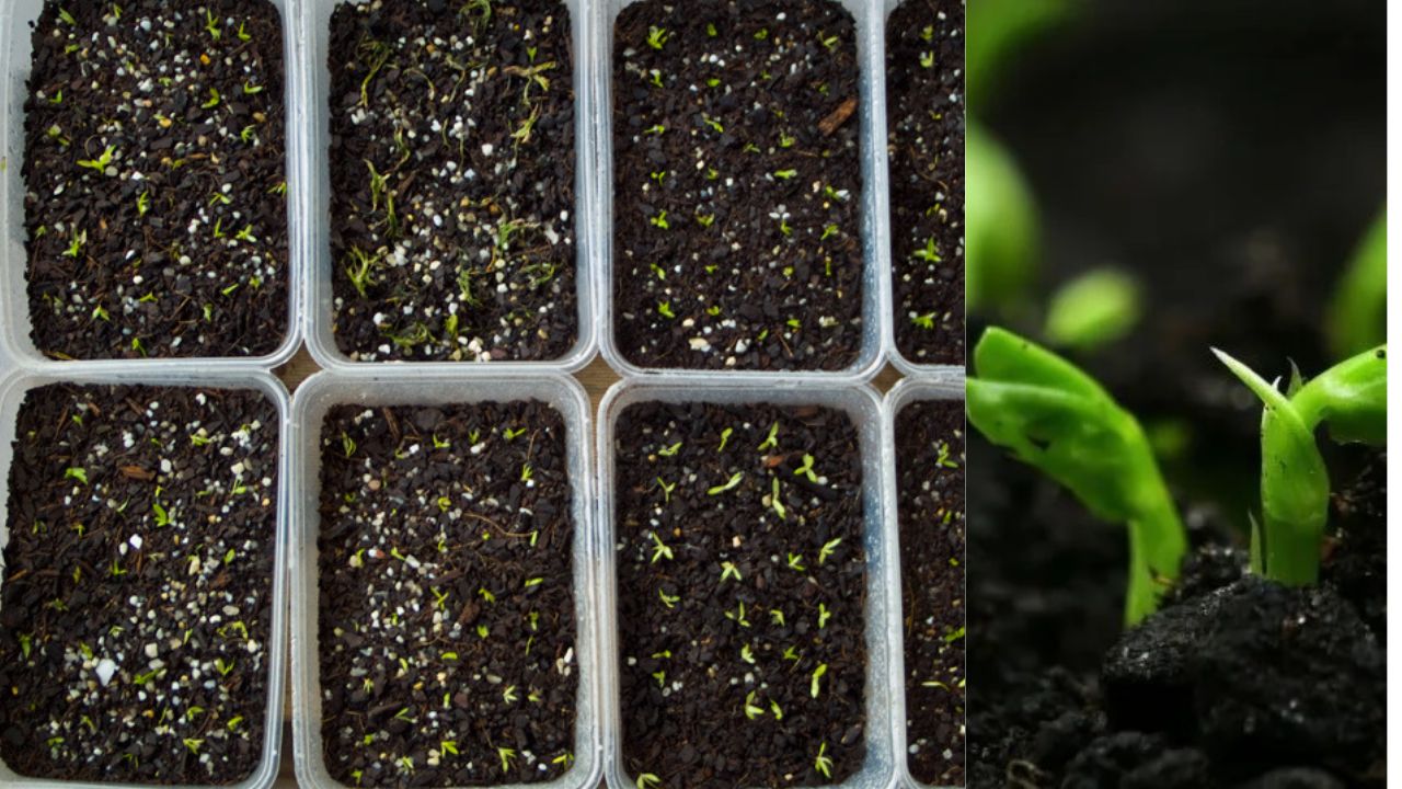 Bromeliad Propagation Using Seeds