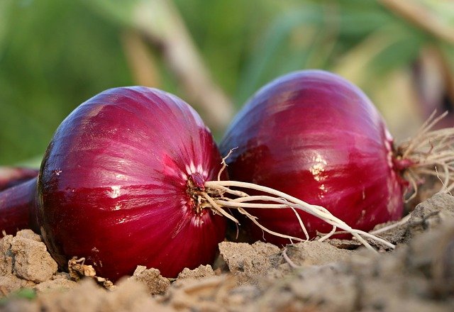 onion vegetables names in hindi