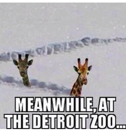The funniest funny cold weather memes