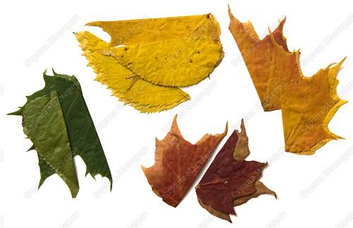 http://stranamasterov.ru/files/imagecache/orig_with_logo2/images/technic/iris-leaf/PICT9160.jpg