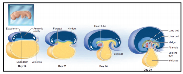 Longitudinal section of embryo