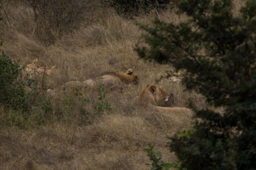 Leões deitados meio escondidos entre a vegetação.
