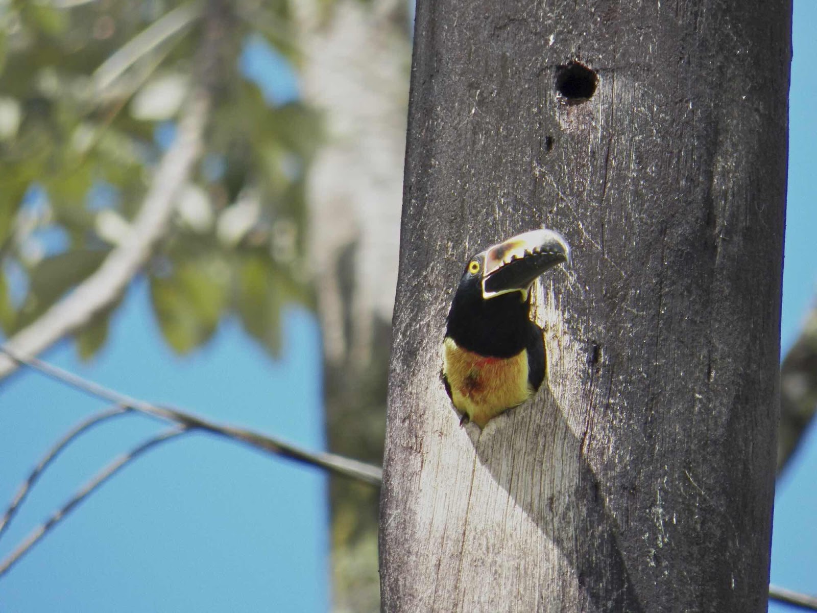 Aracari, Costa Rica