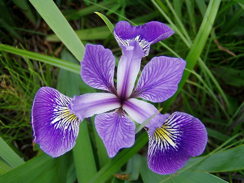 800px-Iris_versicolor_3.jpg