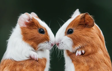 What are Baby Guinea Pigs Called? - Healthy Pet Lovers
