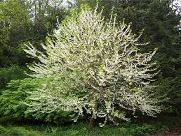 flowering snowdrop tree