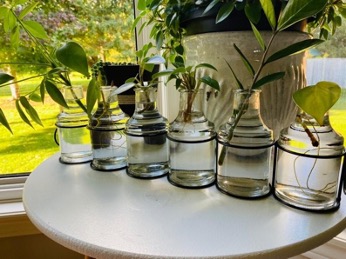 Six clear jars with water on a white table. Each jar has a different green sprout coming out the top.