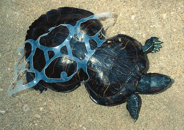 The Plastic Problem Threatening Sea Turtles & What We Need to Do to Save  Them. | elephant journal