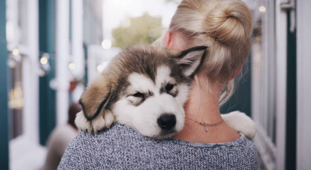 Husky Puppy Sleep Schedule