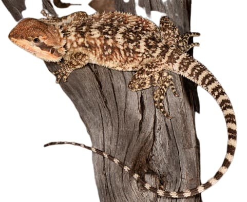 small-scaled or pygmy bearded dragon