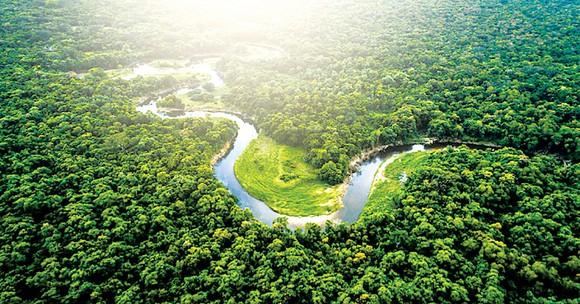 Truy tố hơn 2.200 đối tượng phá rừng Amazon