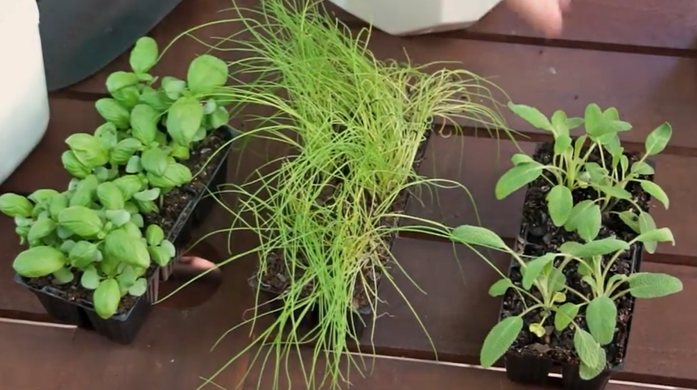 tiny plants