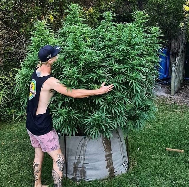 выращивание марихуаны в открытом