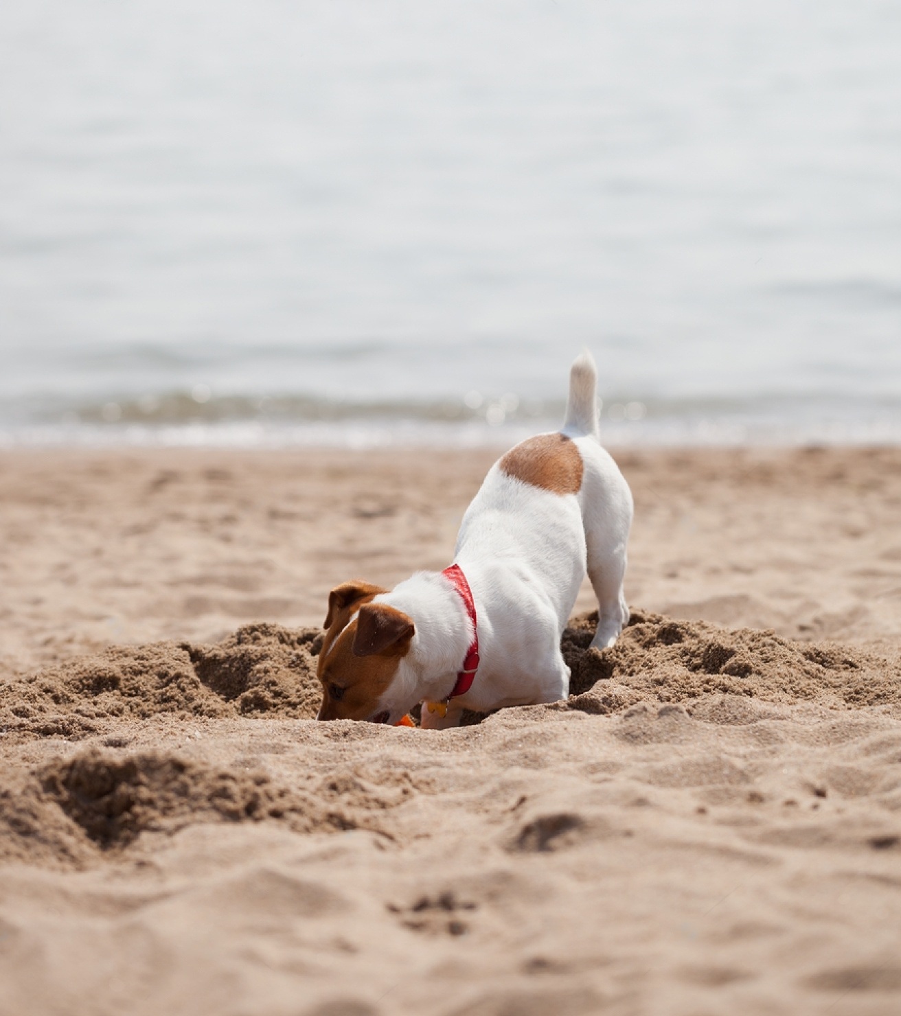 How To Stop A Dog From Digging 6 D6QZdDdTqzCy5SDFHy8p0l 3rHNO8UTOso8N2q5awLvb0qi eHBLLwRX1emExv0lm9MLTtSsYwJ8bFvkUJwWqf6nmIEMhxVdSdyj70wQNE8OCl5dBpalfT4gm9b9TzpvjVJJ7y