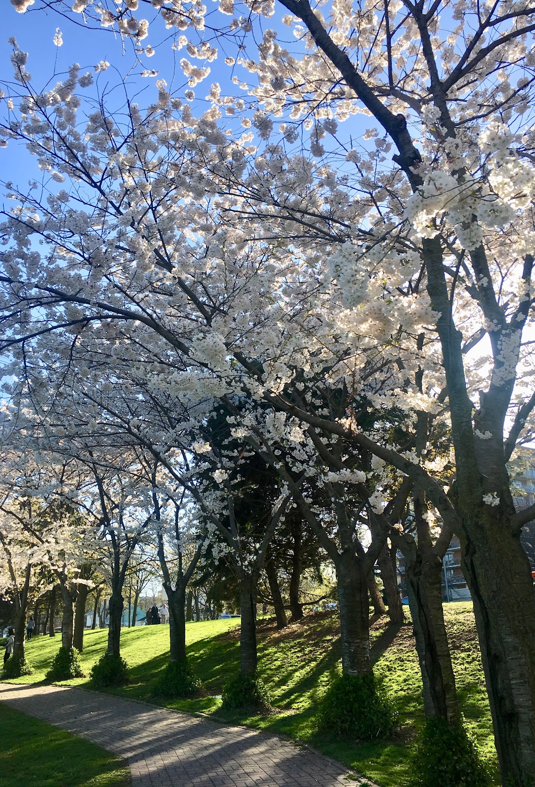 cherry blossoms in ontario