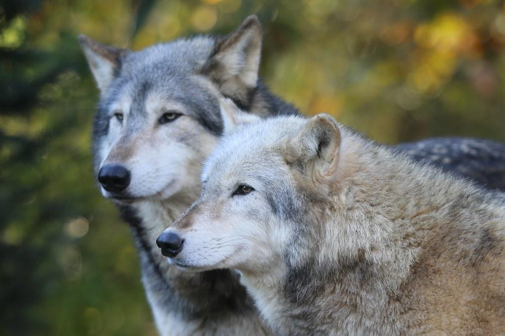 Grey wolves | These photos were taken one week before five o… | Flickr
