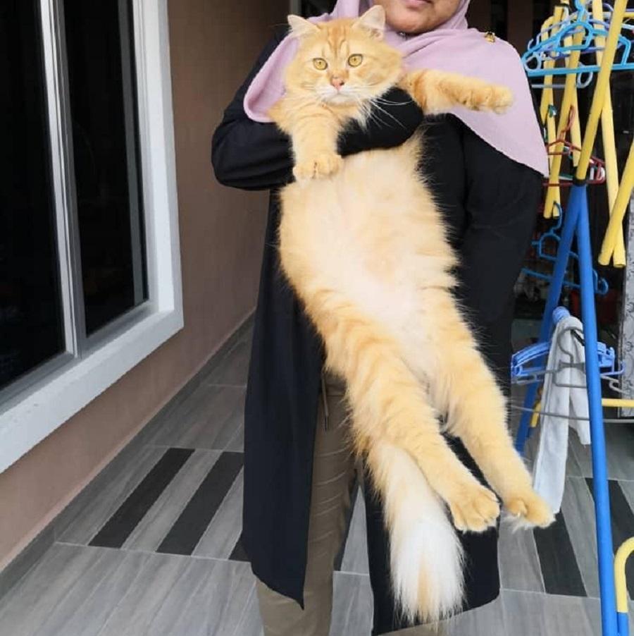 tips Cara Membuat Kucing Gemuk - Pencinta Haiwan - Hobi u0026 Koleksi 