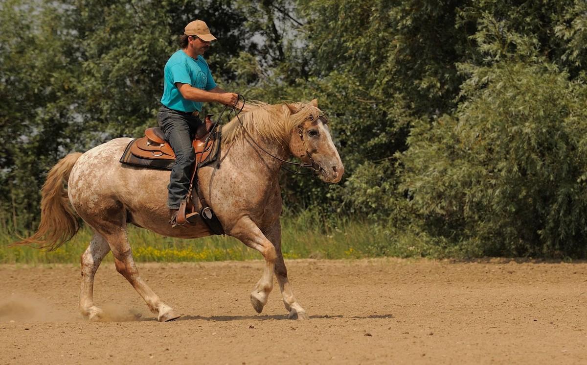 ranch, horse, stallion, ride, equestrian, cowboy, mare, western riding, equestrianism, pack animal, eventing, barrel racing, trail riding, horse like mammal, mustang horse, animal sports, english riding, equestrian sport, reining, endurance riding, horsemanship, riding course, riding a