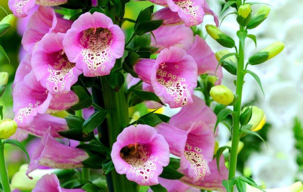 foxgloves flowers