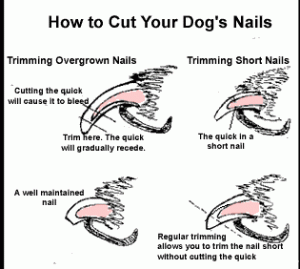 Everything Dogowner Should Know About Clipping Nails