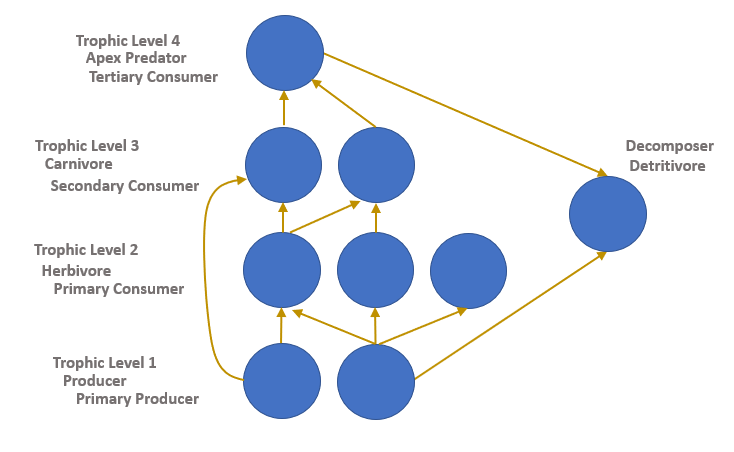 Four trophic levels in addition to decomposers or detritivores are shown as blue dots, with brown arrows showing consumptive relationships. In trophic level 1, there are two primary producers that are consumed by the three herbivores primary consumers in trophic level two. One producer is also consumed by a carnivorous secondary consumer in trophic level three. Two of the three herbivores are consumed by one or both of the carnivores, which are in turn consumed by the single apex predator tertiary consumer in trophic level four. Decomposers or detritivores consume both herbivores and apex predators.