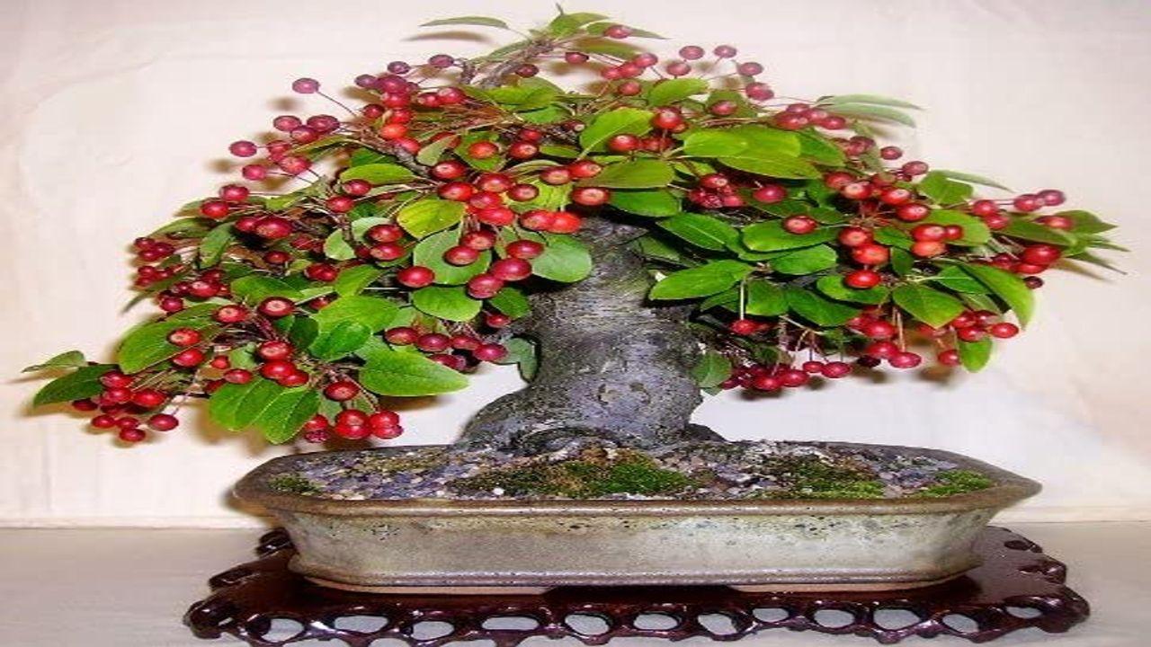 How to Grow and Care for Fruit Bonsai Trees
