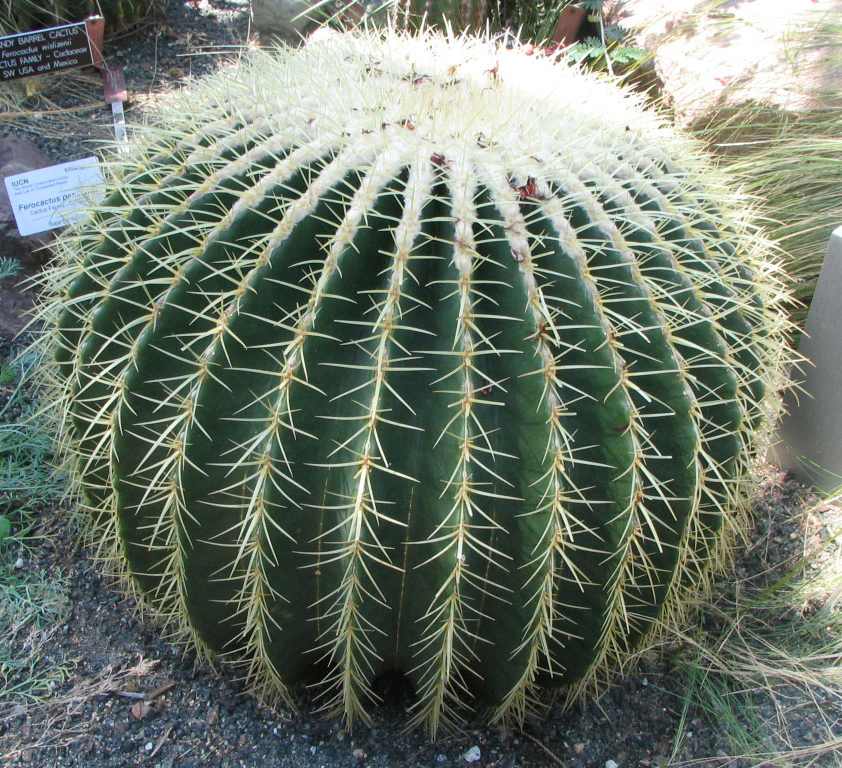 golden barrel cactus