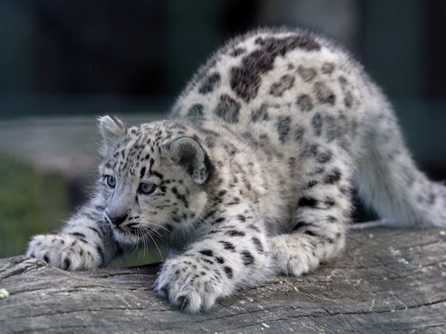 snow_leopard7.jpg