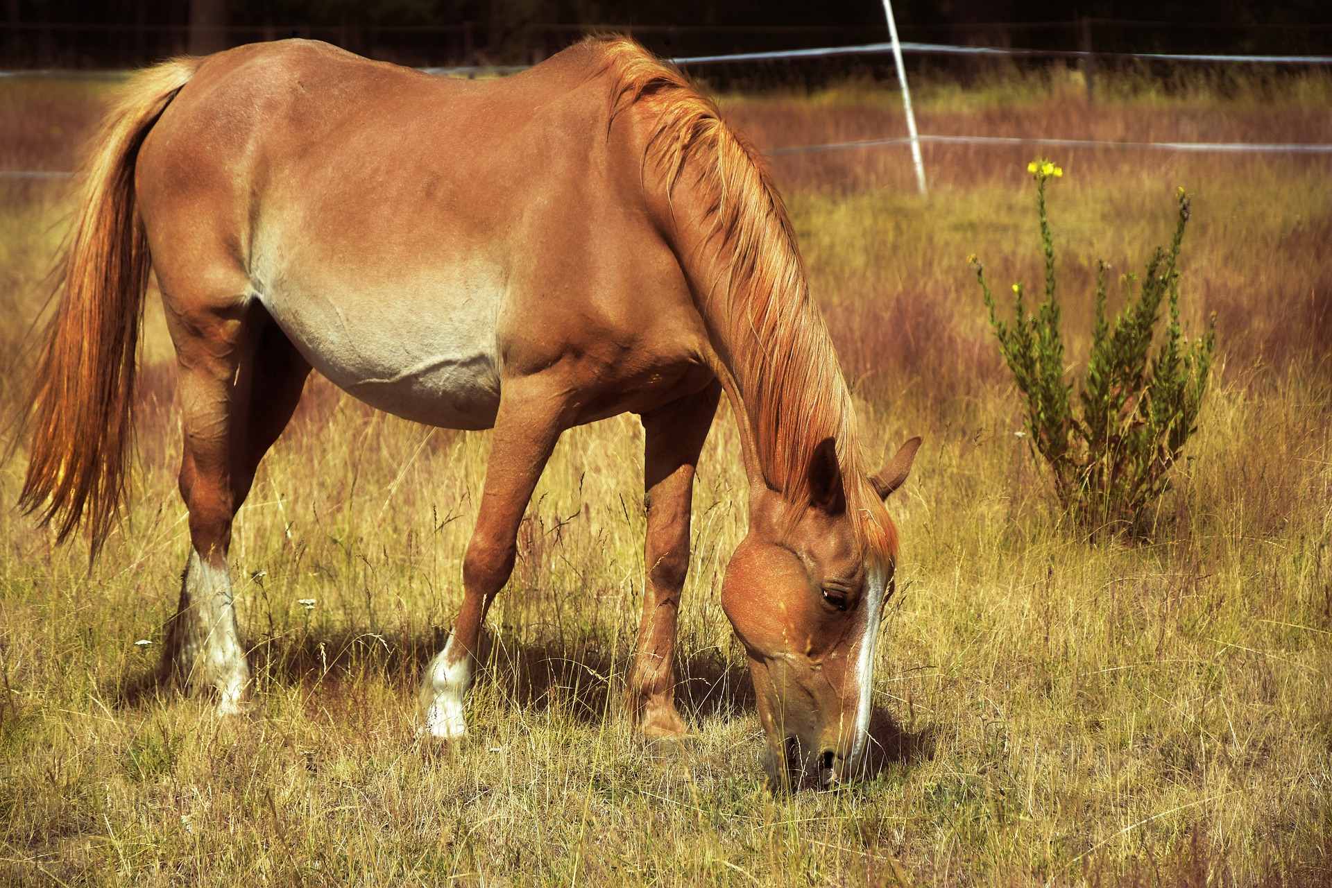 chestnut horse grazes instead of eating grain