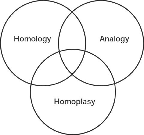 Homology, analogy and homoplasy overlap in this Venn diagram