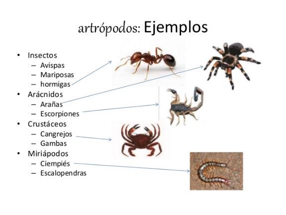Resultado de imagen de animales (artrÃ³podos)(ejemplos