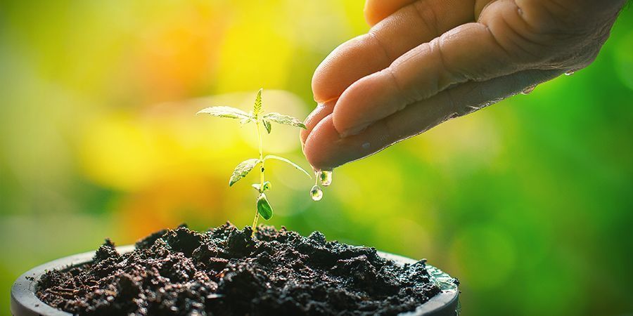 How Often Do Seedlings Need Water