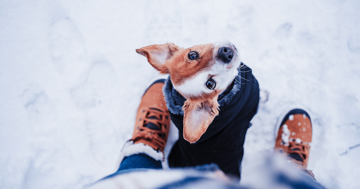 Small dog in jacket sitting between owner's legs staring up