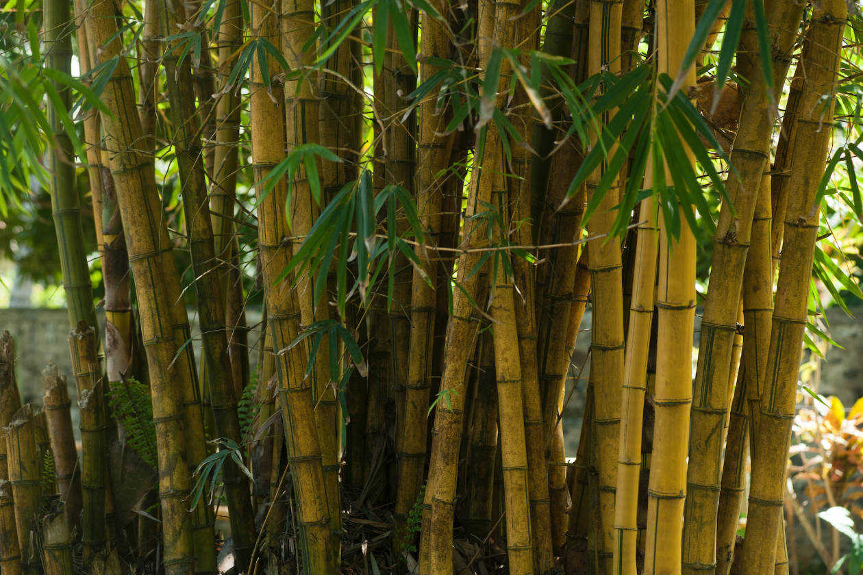 grove of bamboo shoots