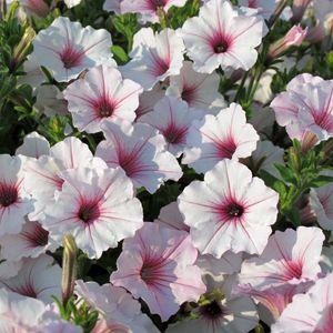 Image result for petunia vista silverberry